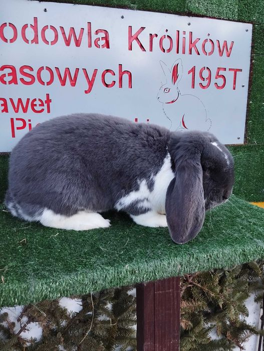 Francuski Baran Niebieski Srokacz