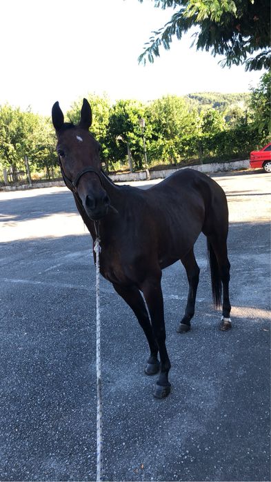 Para venda egua cruzada