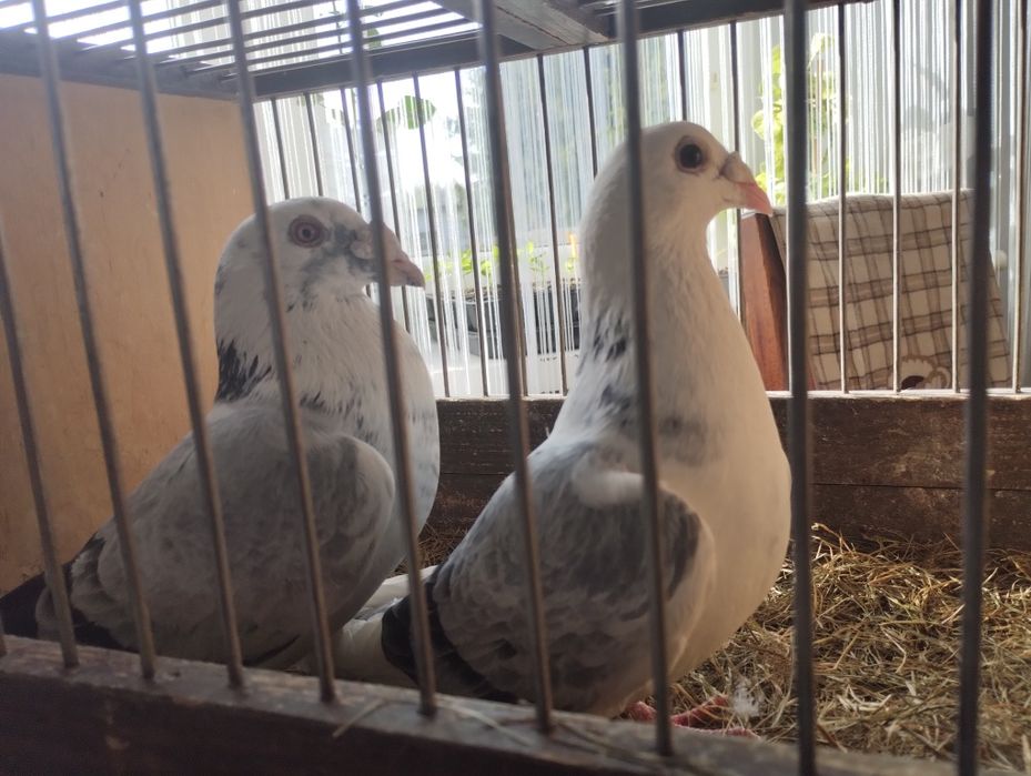 Gołębie staropolskie