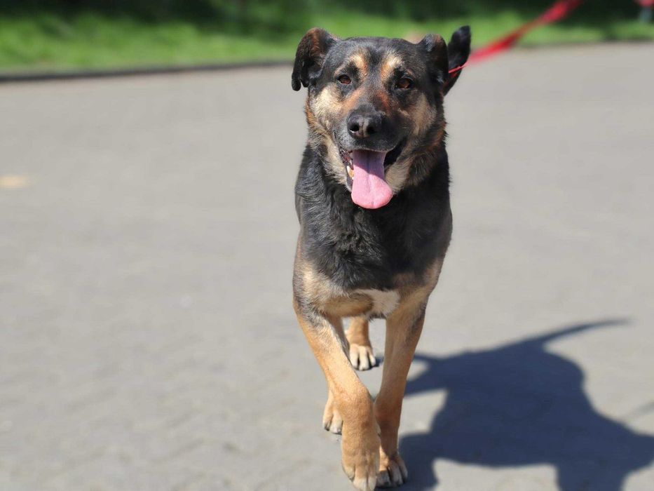 Anioł na czterech łapach,  Borysek - 2,5 roku