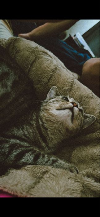 отдам котика в добрые руки