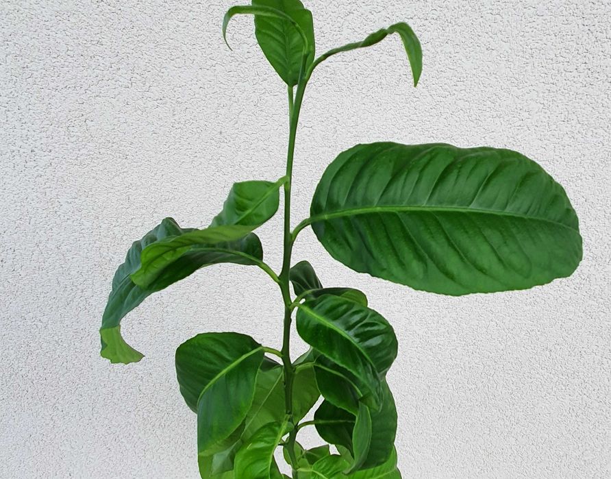 Drzewko cytrynowe, cytryna 3-letnie