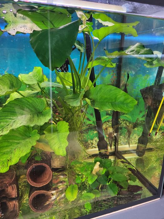 Akwaria z roślinami