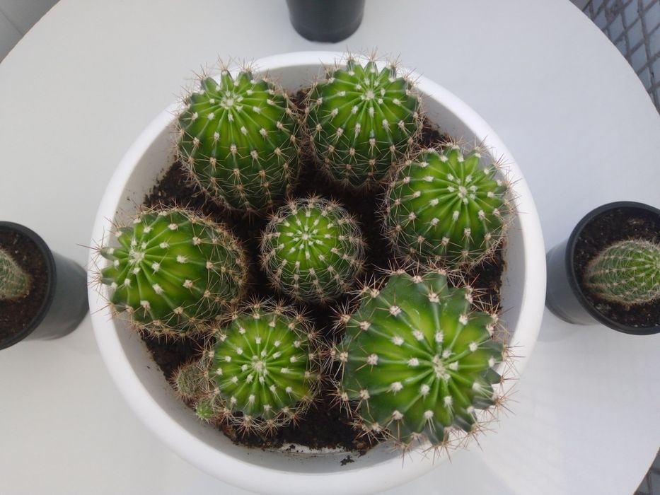 Продам кактусики