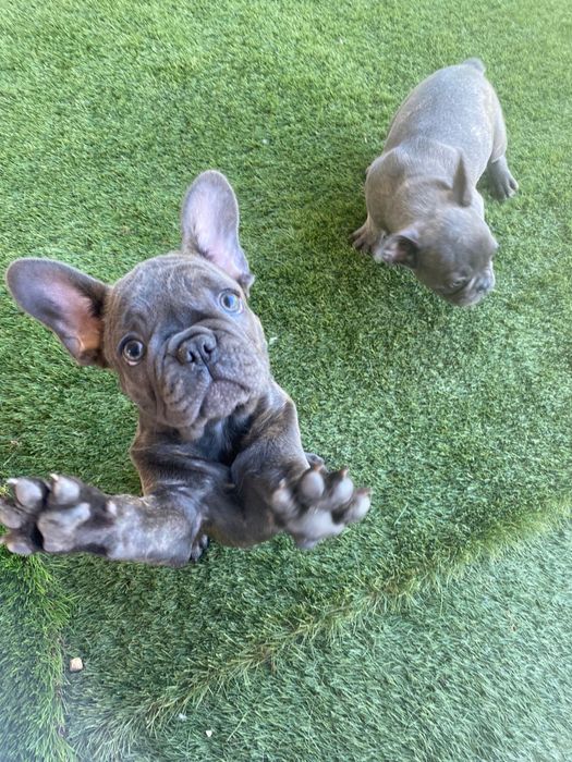Bulldog francês blue macho