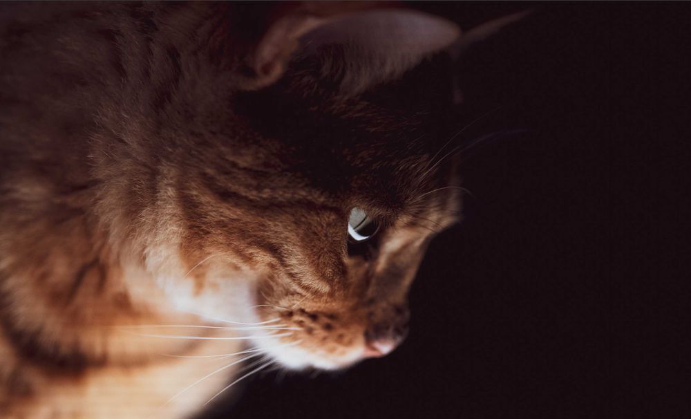 Viltrox AF 85mm f/2.0 Nikon Z 85mm 1.8 Z6 85/2 EVO sigma