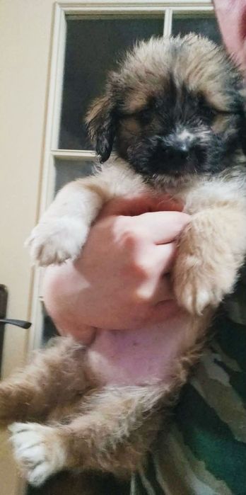 Szczeniaki do oddania