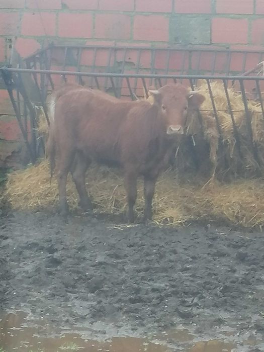 Vitela/Novilha Cx. Limousine