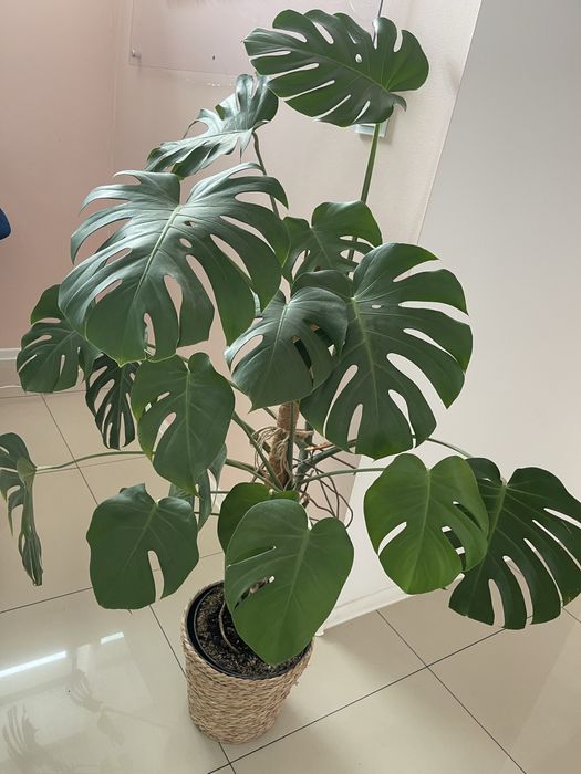 Monstera kwiat duza 1,5 metra Tarnowskie Gry  OLX.pl