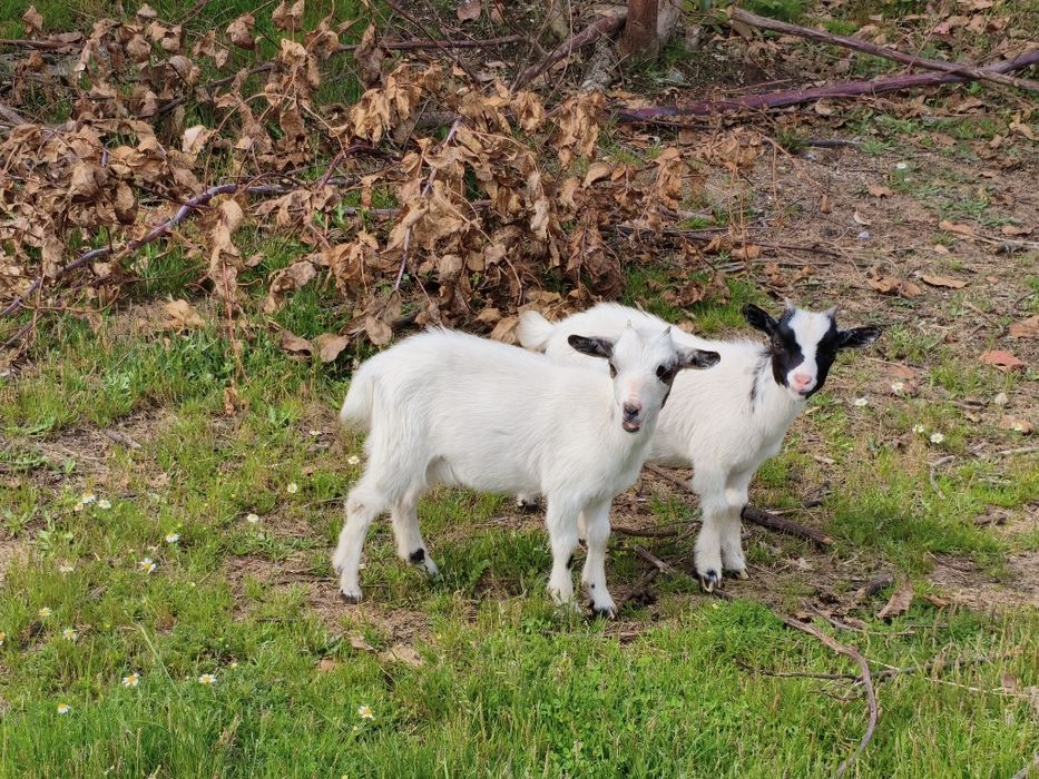 Várias  cabras. anãs