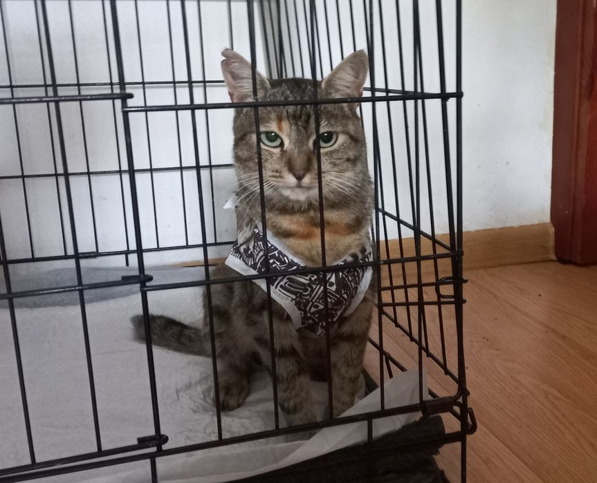 Домашня киця шукає дім