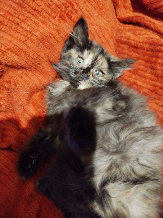 Очень спокойный маленький котенок ищет дом
