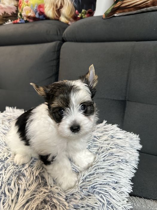 Biewer Yorkshire Terrier