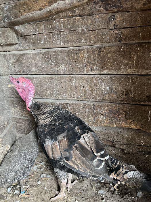 Індик дорослий бронзовий