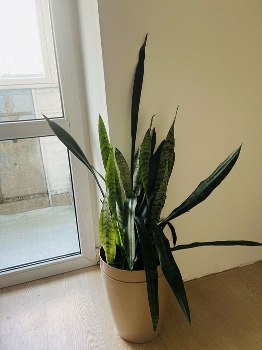Сансевьерия большая с вазоном