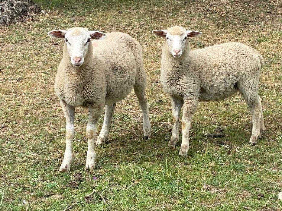 Borregos INRA com 3 meses (150€) e macho com 2 anos (230€)