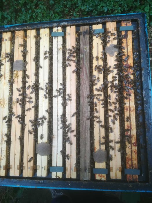 rodzina pszczela 10 ramek wlk.