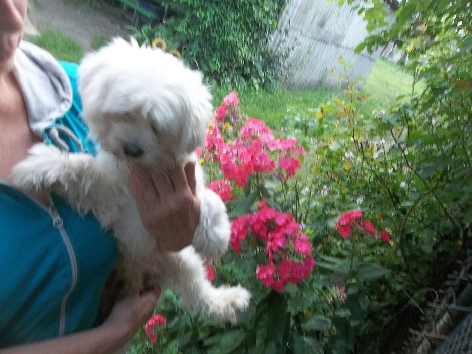 Вязка Мальтійська болонка хлопчик Тедді