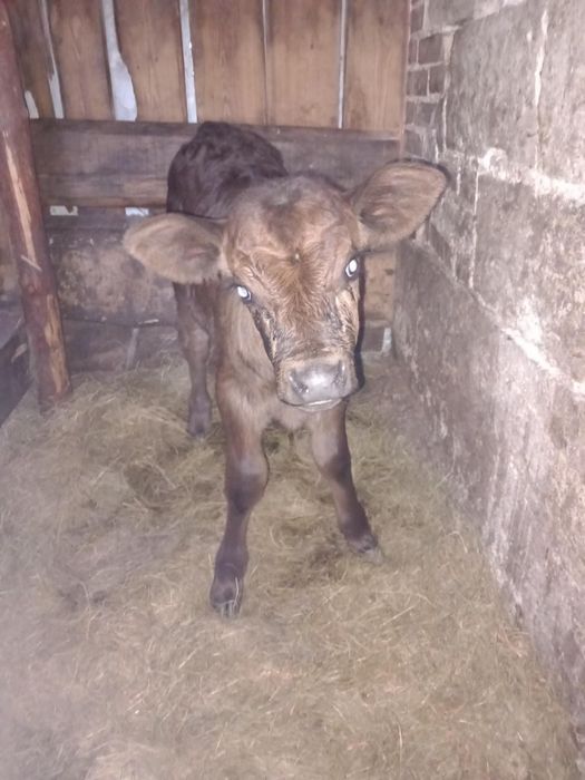 Byk, byczek limousine cielak 3 tygodnie