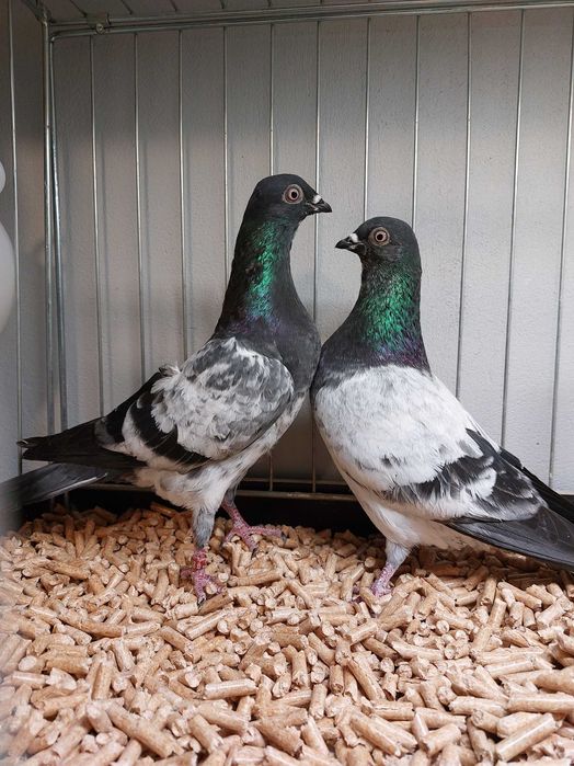 Deresze 2 samczyki 25r