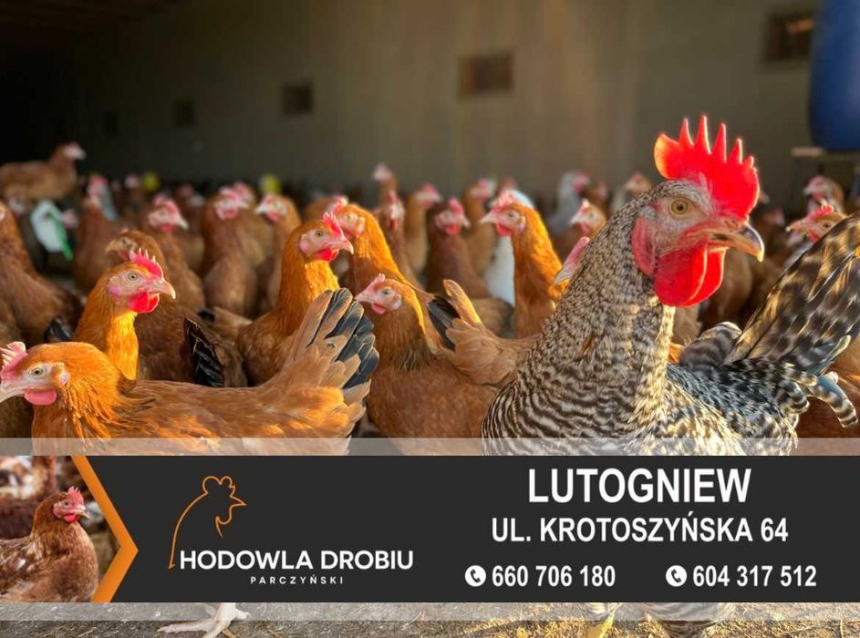 Kury Nioski Rosa, Leghorn, NovoGen Brown! MŁODE NIOSKI!
