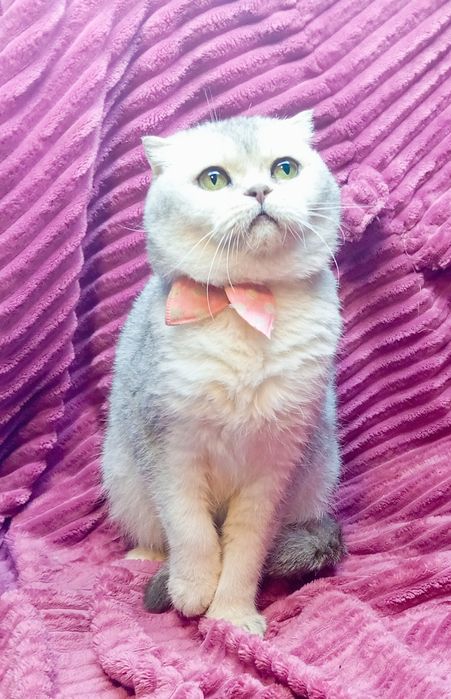 Шотландская серебристая шиншилла кошечка