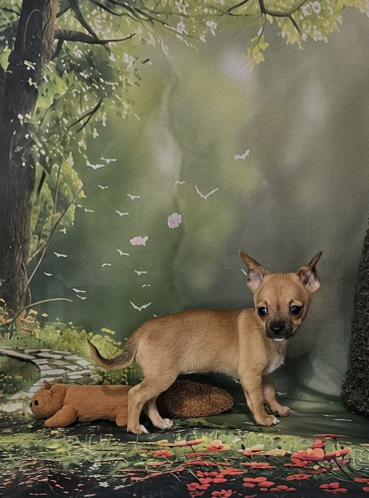 ***Chihuahua suczka red krótkowłosa***