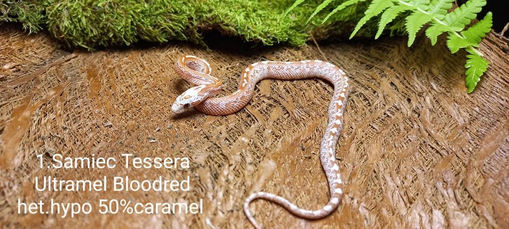 Wąż zbożowy. Tessera.  Ame.l Ultrame.l Bloodred. Młode