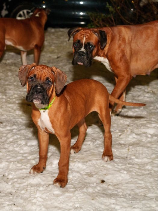 Wesoly Szczeniak rasy Bokser gotowy na nowy dom
