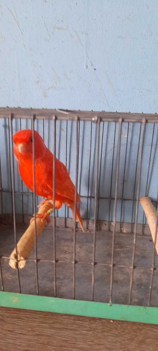 Sprzedam kanarki samce