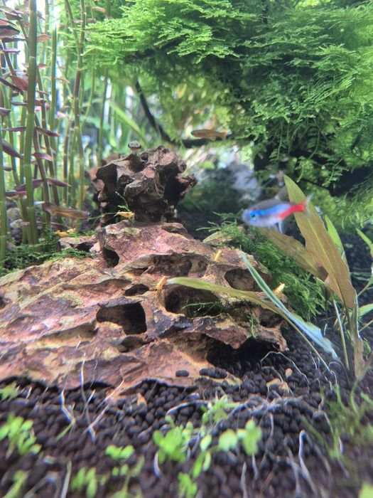 Camarões Neocaridina 'Yellow Fire' (Amarelo Sólido) - Equipa de Limpeza para Aquário