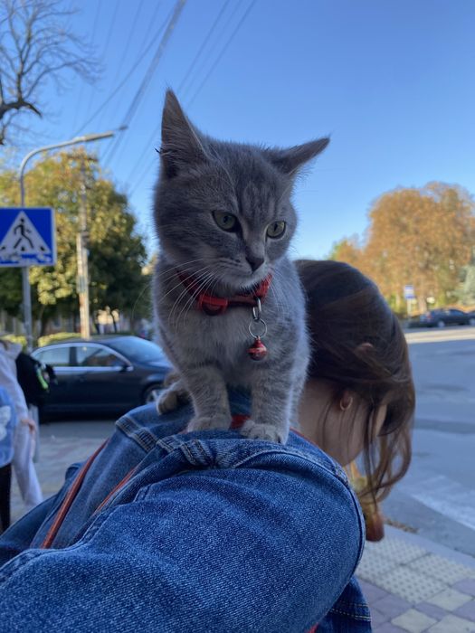 Котик шукає турботливу родину або хоча б перетримку