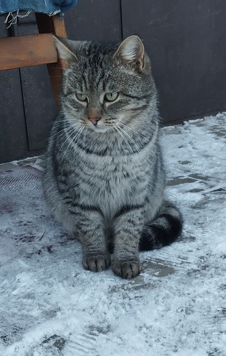 Безкоштовно котик