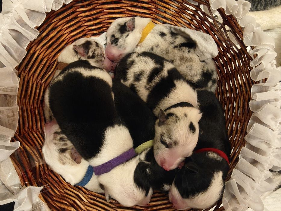 Border Collie szczeniaki