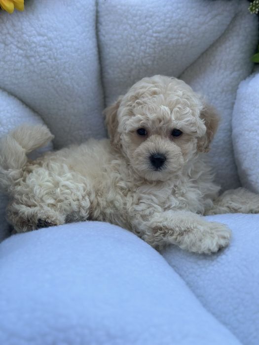 Ніжний хлопчик мальтіпу