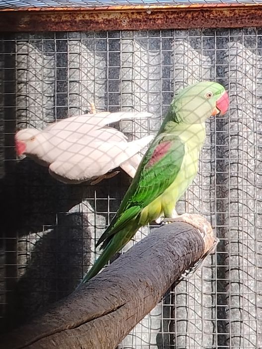 Ringnecks , alexandrinos , mustaches