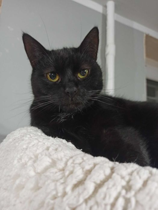 BOLERO - czarna koteczka szuka domu