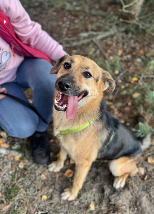 W wigilię trafił do schroniska… Forest do adopcji