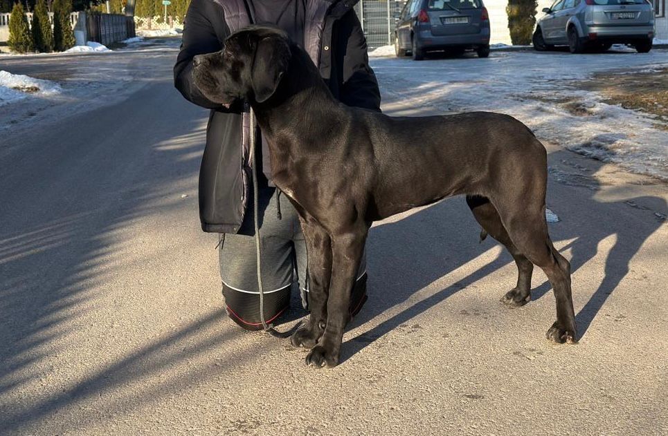Cane corso Italiano