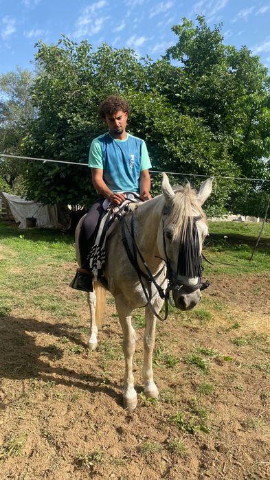 Cavalo puro lusitano