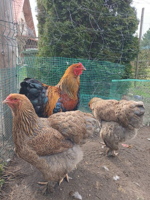 Brahmy 1+2 kuropatwiana