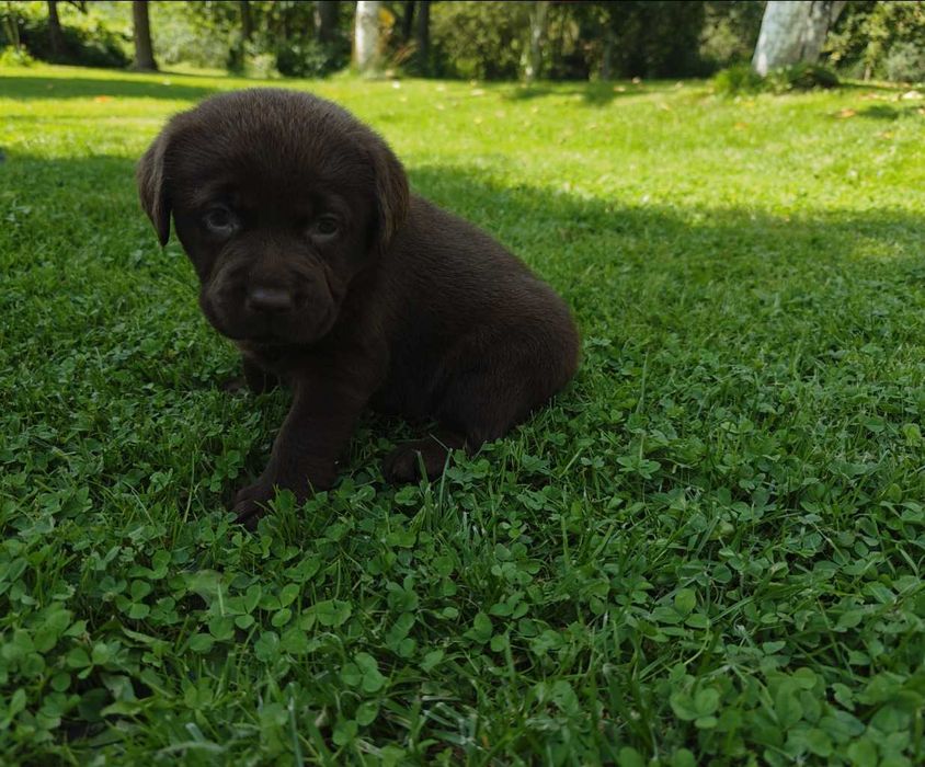 Labrador retriever czarny czekoladowy suka pies fci zkwp