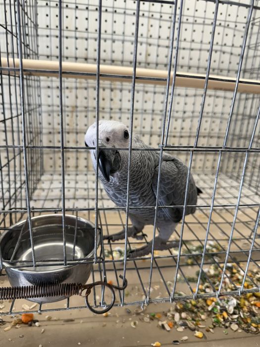 Papagaios novos muito meigos