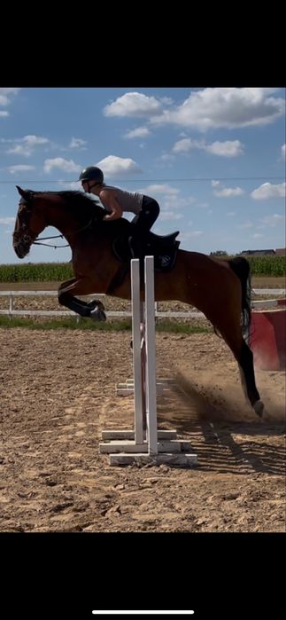 Koń do współdzierżawy