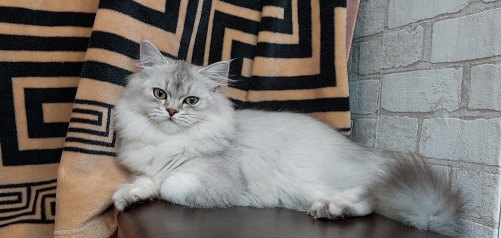 Шотландський мішка
