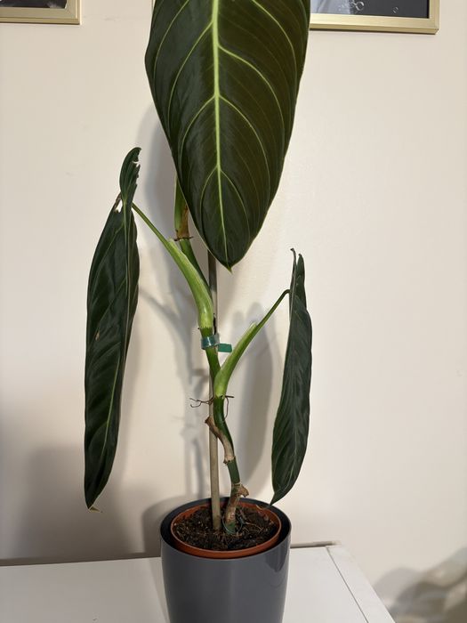 Philodendron melanochrysum