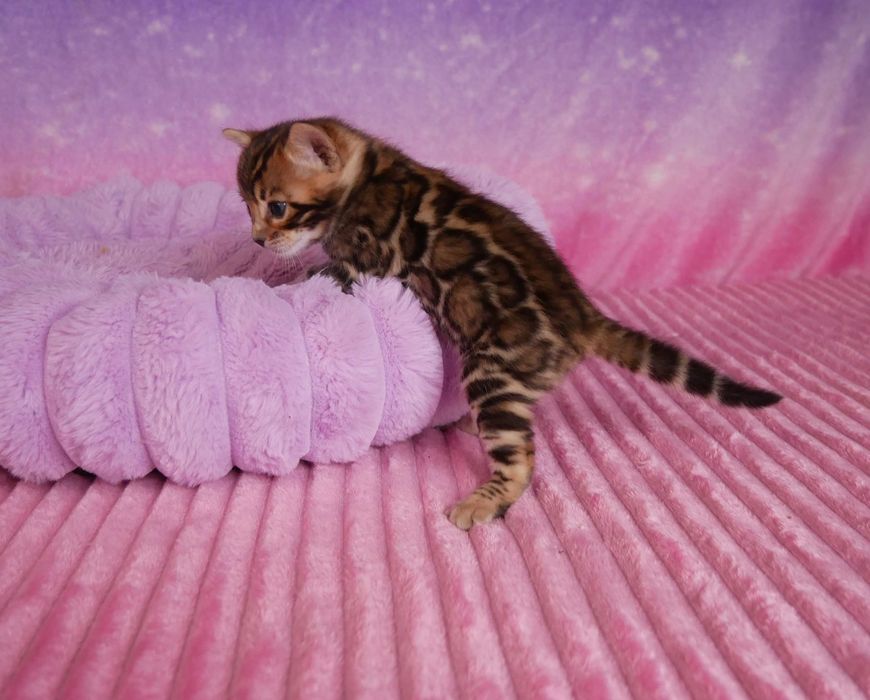 Przepiekna koteczka bengalska