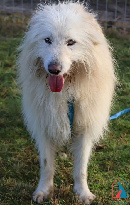 Malvin 257/24 - SZUKA DOMU!