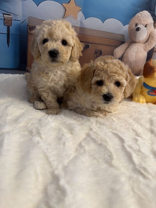 Bichpoo-poochon maltipoo