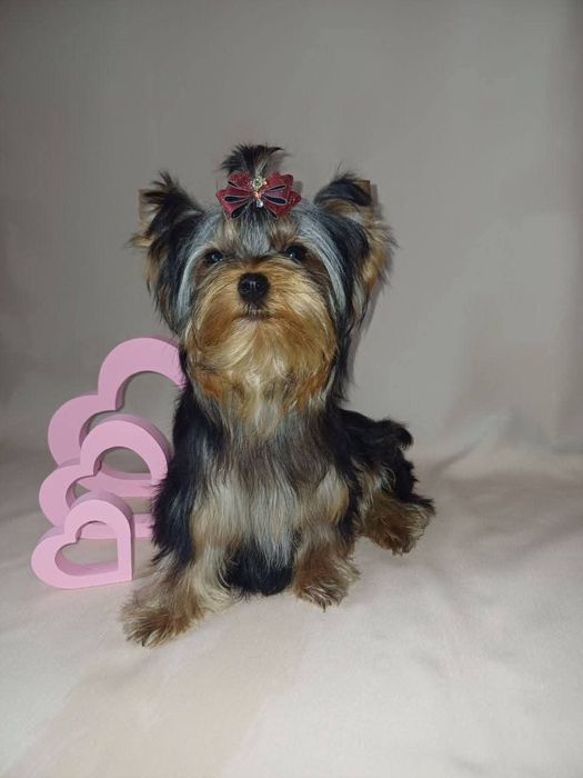 Йоркширський тер'єр